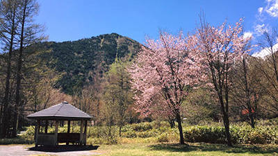 奥日光の桜