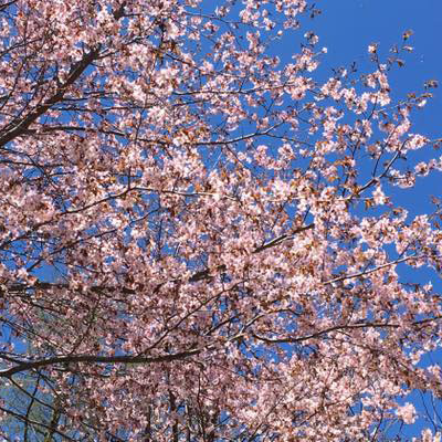 奥日光の桜